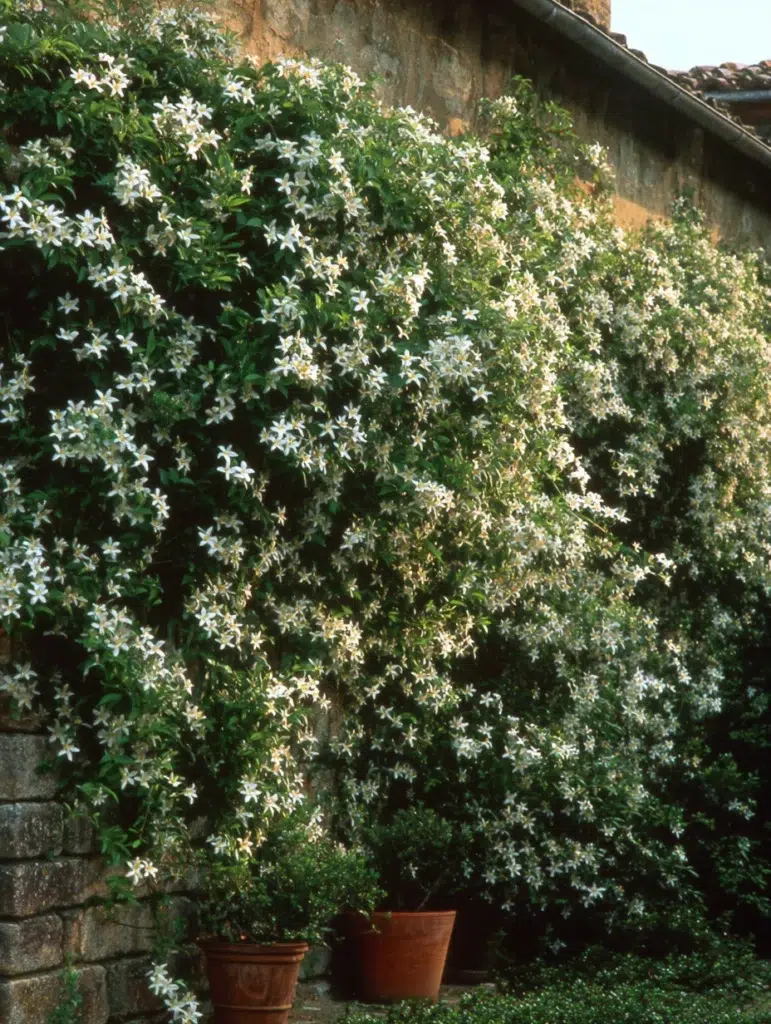 Italian Garden Ideas: Climbing Jasmine on Walls